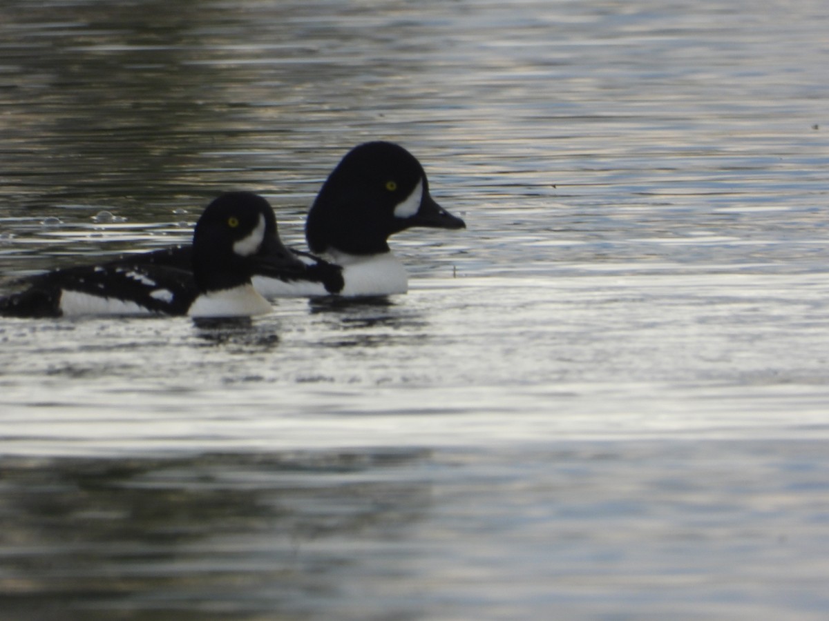 Barrow's Goldeneye - ML620254551