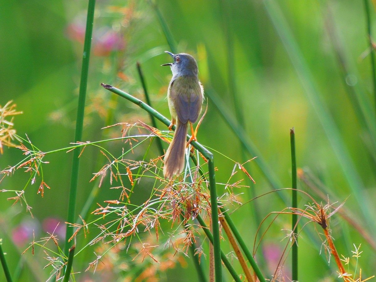 Yellow-bellied Prinia - ML620254555