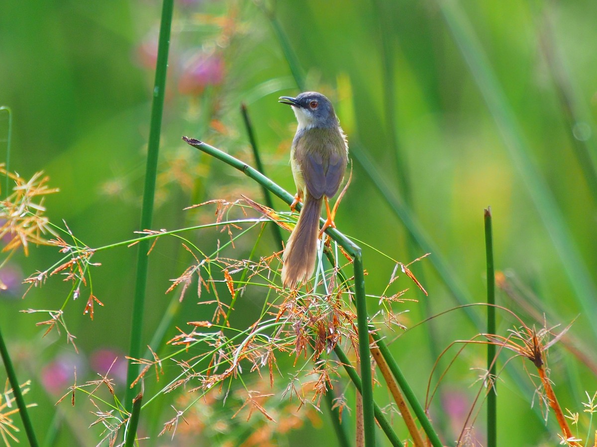 Yellow-bellied Prinia - ML620254556