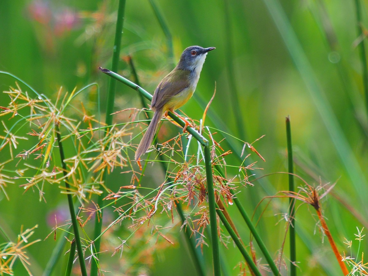 Prinia Ventriamarilla - ML620254560