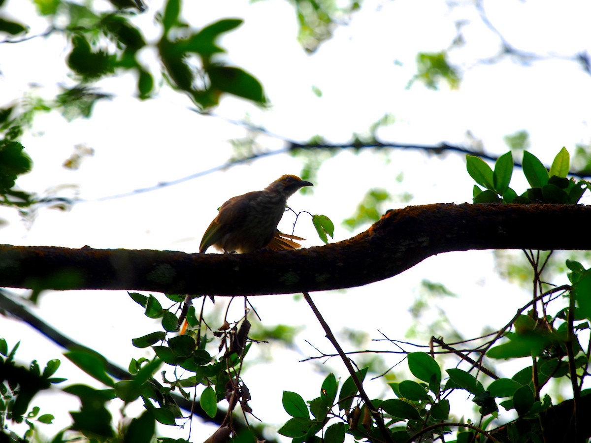 Straw-headed Bulbul - ML620254562