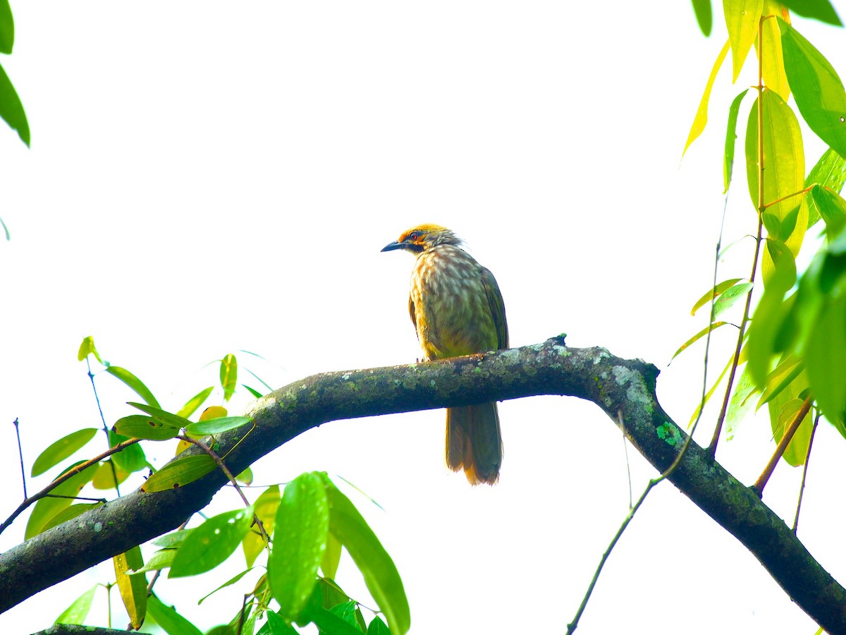 Bulbul Cabeciamarillo - ML620254563