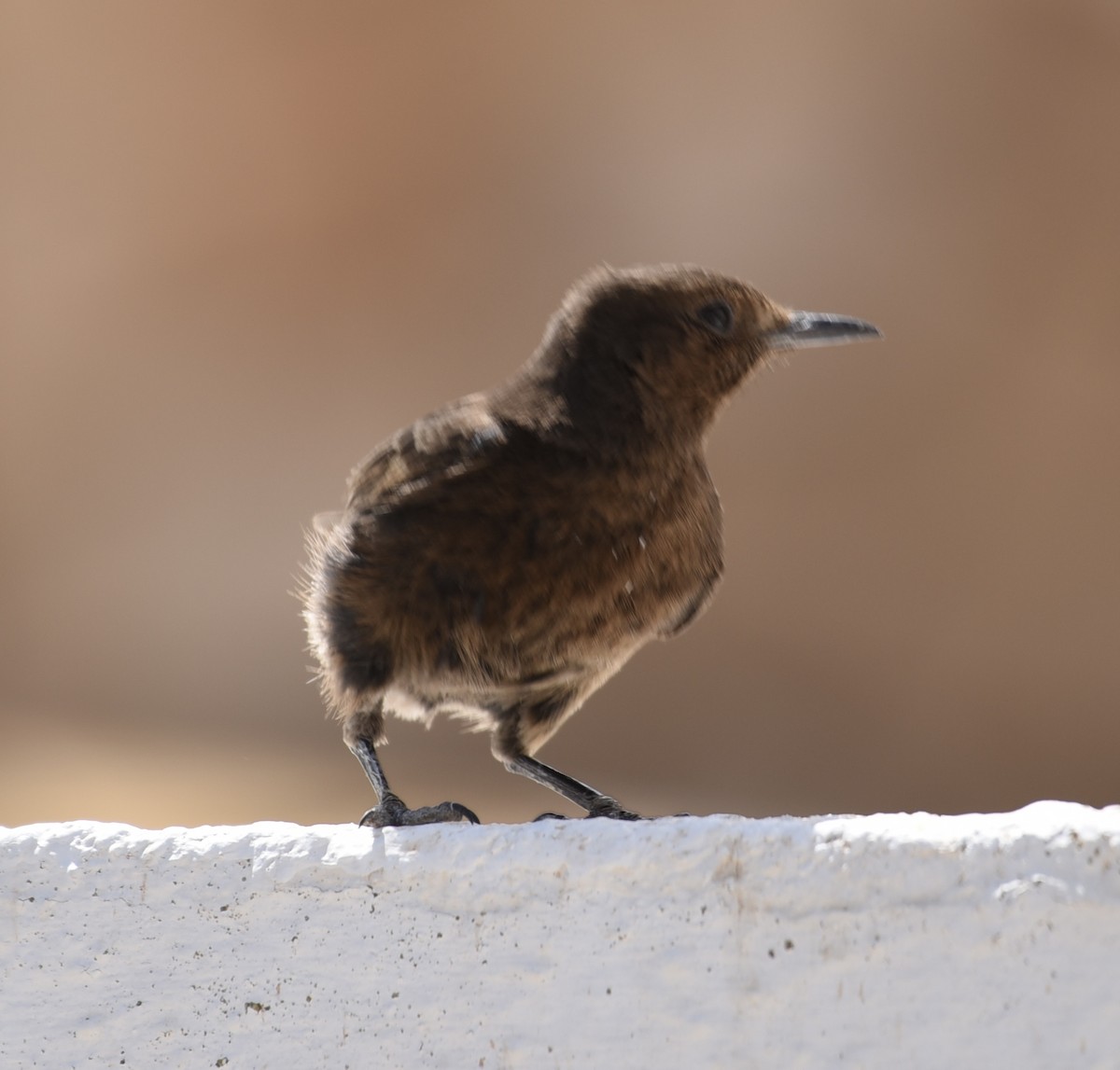 Black Wheatear - ML620254575