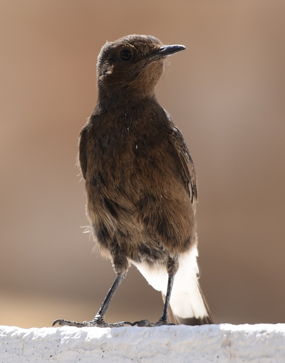 Black Wheatear - ML620254576