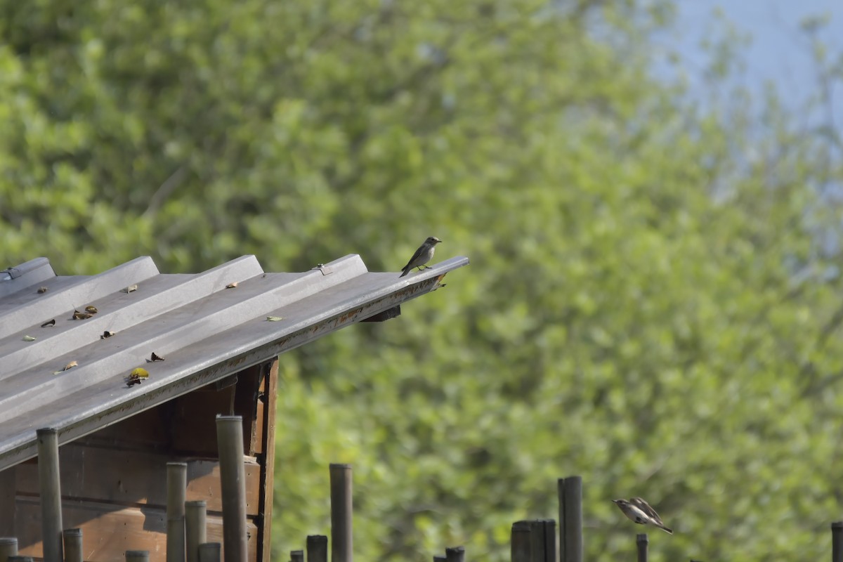 Spotted Flycatcher - ML620254591