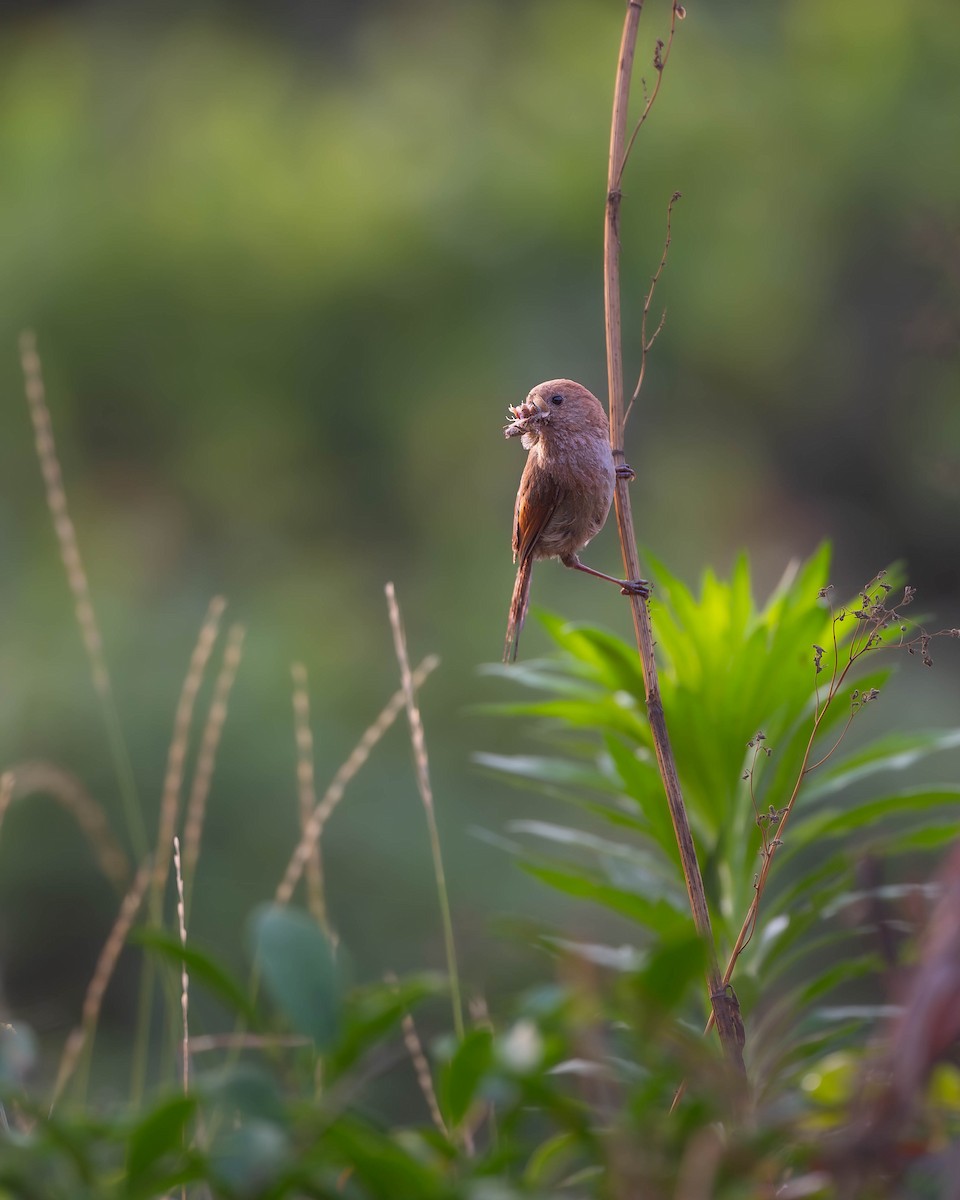 Vinous-throated Parrotbill - ML620254614