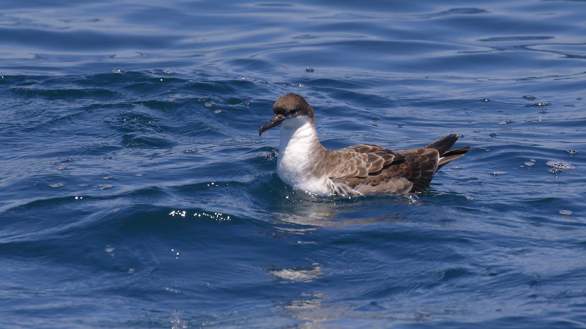 Great Shearwater - ML620254618