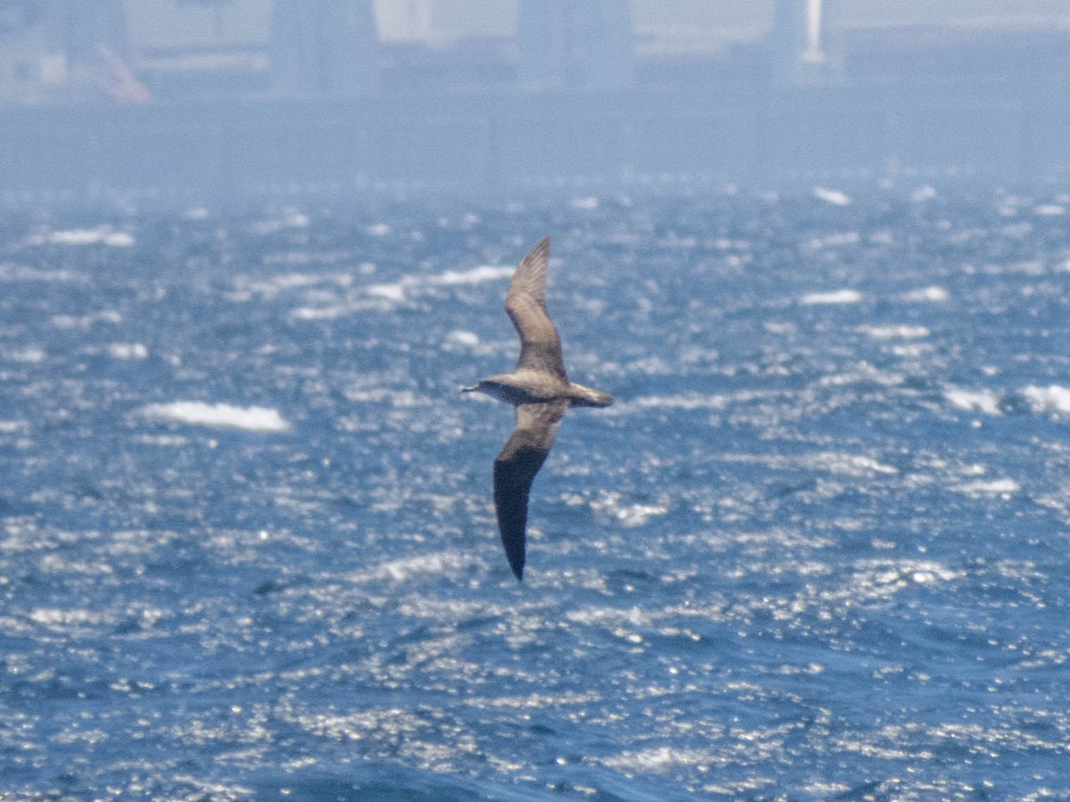 Cory's Shearwater - ML620254625