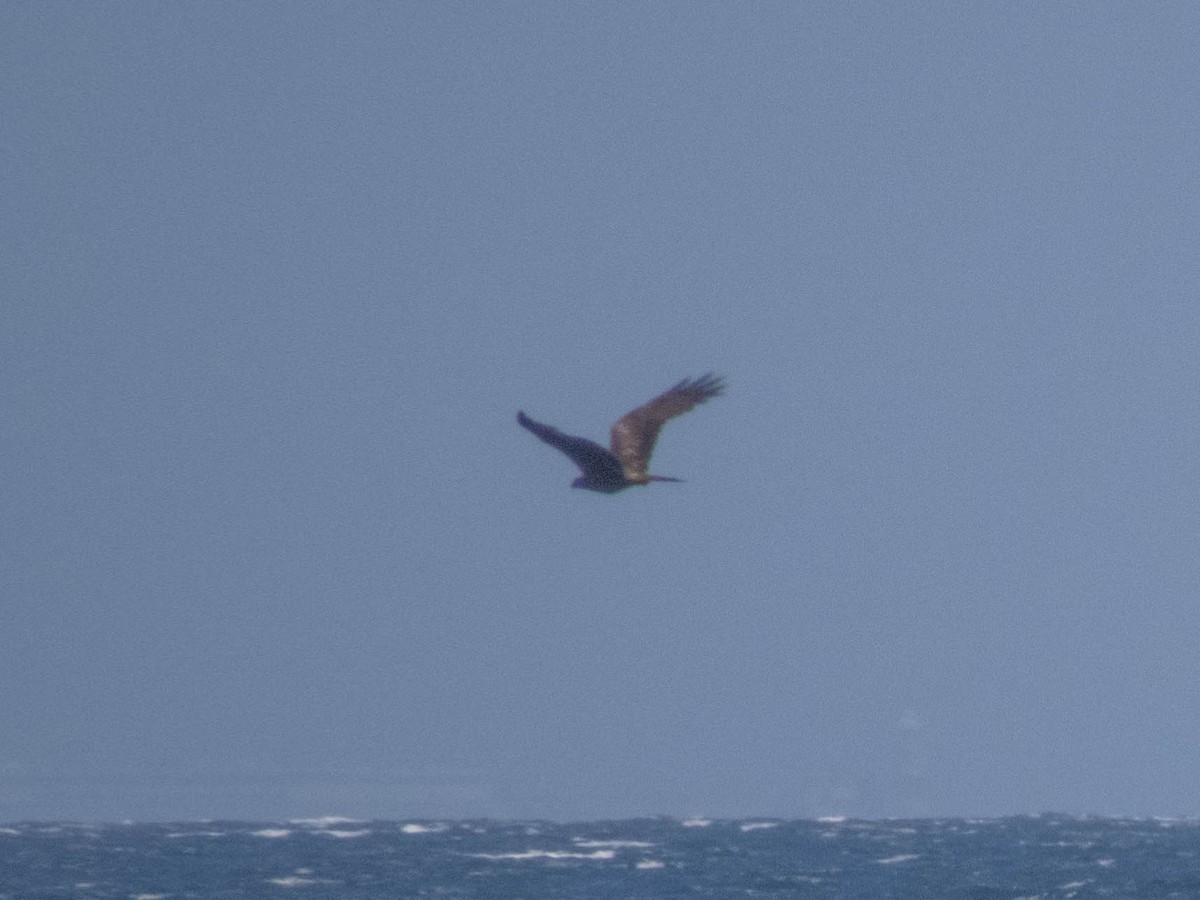 黑鳶 - ML620254629