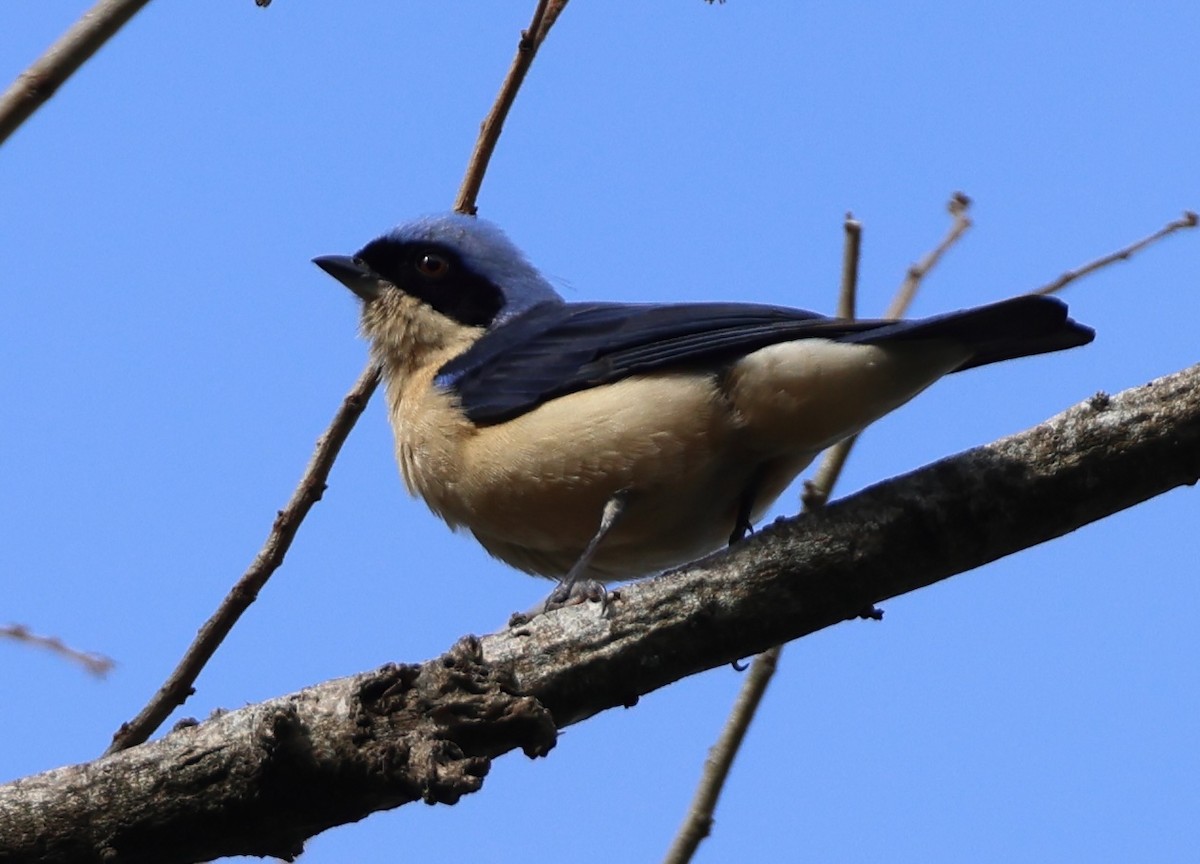 Fawn-breasted Tanager - ML620254632