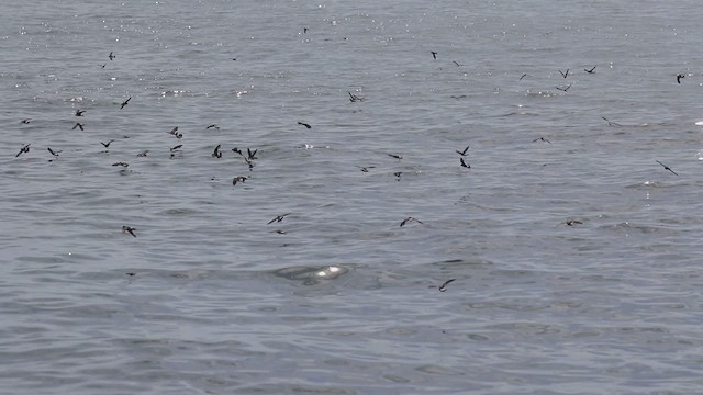 Wilson's Storm-Petrel - ML620254637