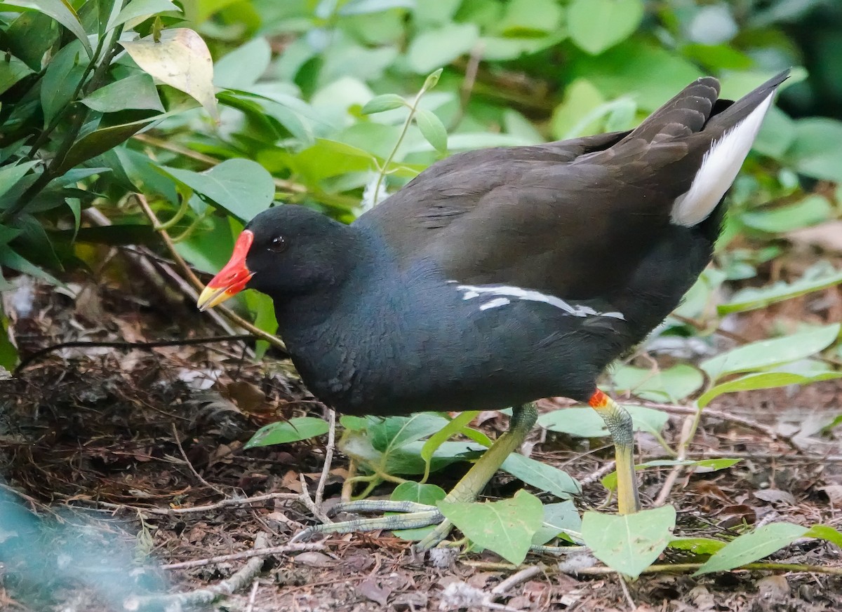 Eurasian Moorhen - ML620254640