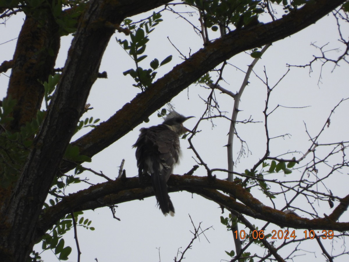 Great Spotted Cuckoo - ML620254644