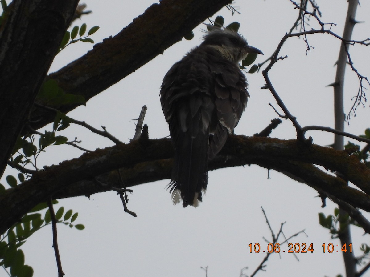 Great Spotted Cuckoo - ML620254645