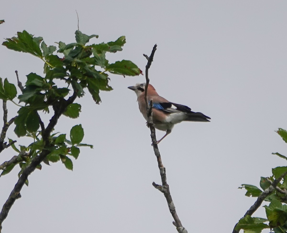 Eurasian Jay - ML620254646