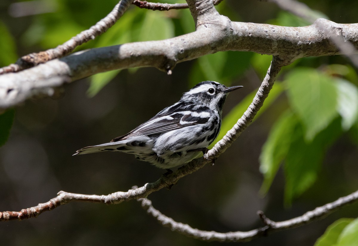 Black-and-white Warbler - ML620254649