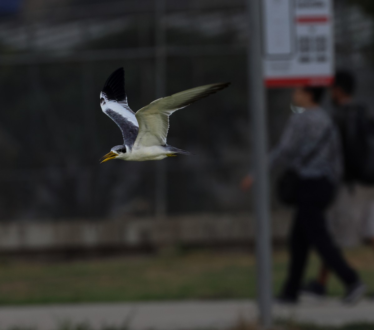 Large-billed Tern - ML620254655