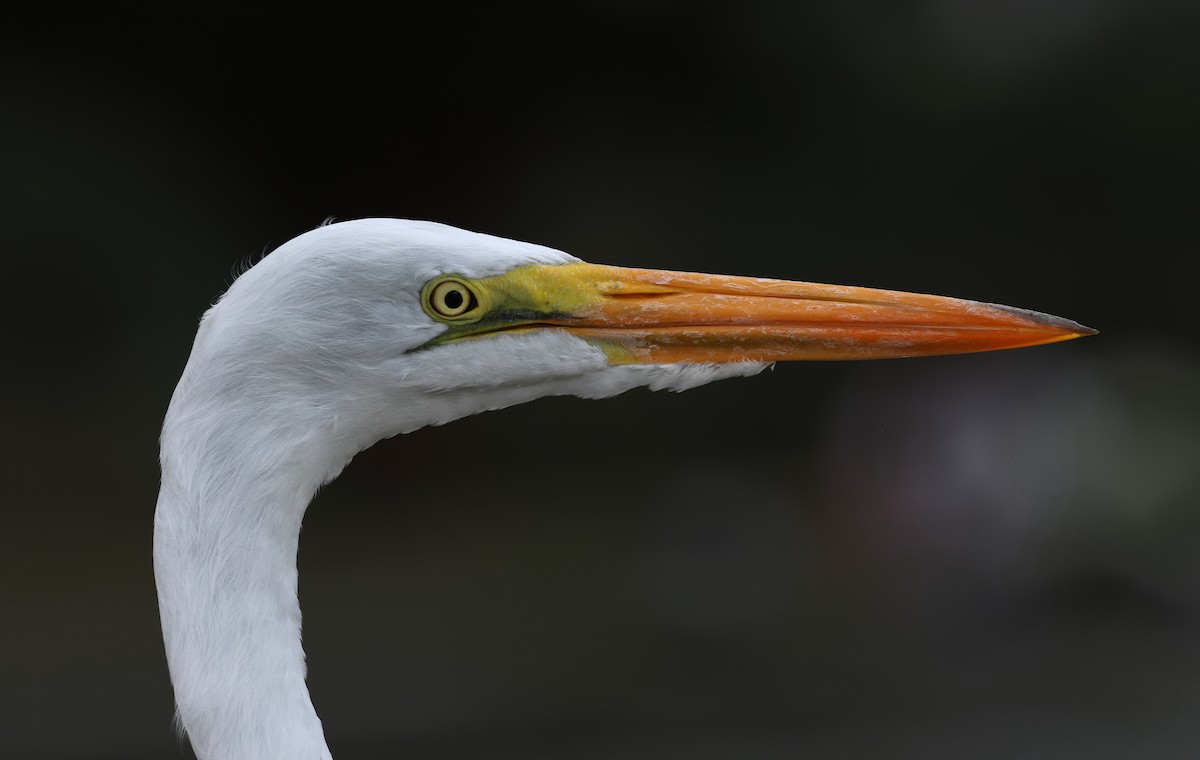 Great Egret - ML620254664