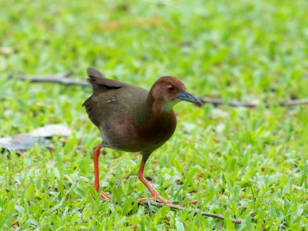 Ruddy-breasted Crake - ML620254683