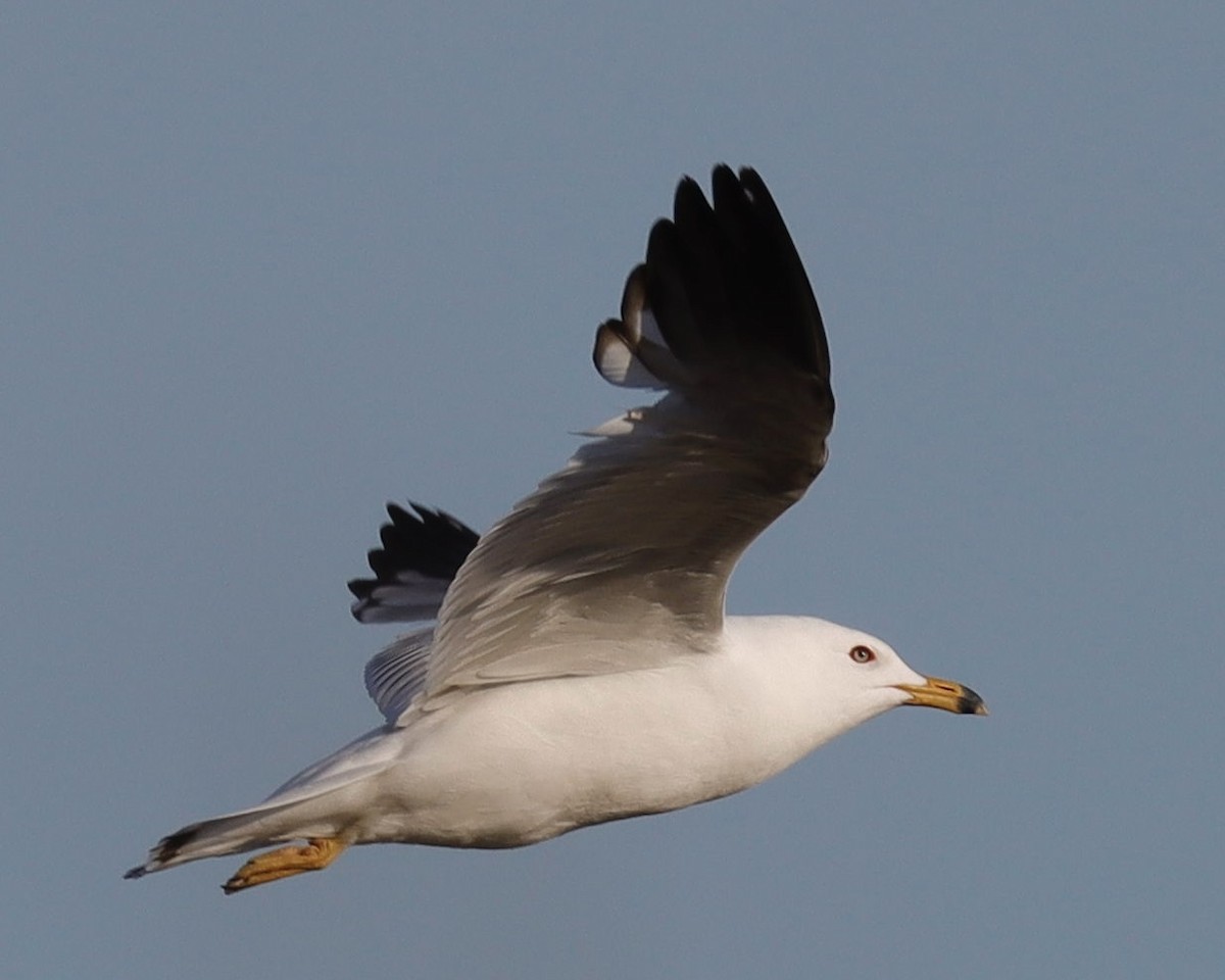 Ring-billed Gull - ML620254688