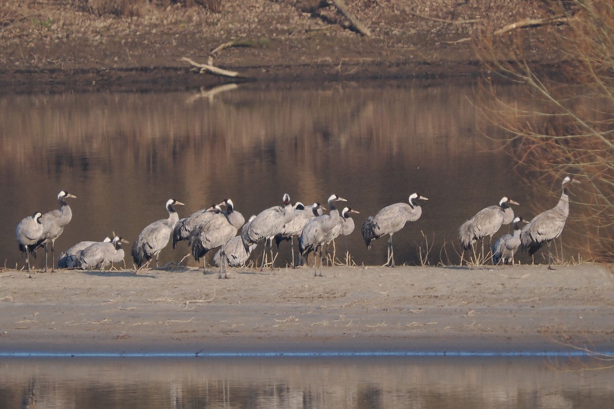 Common Crane - ML620254691