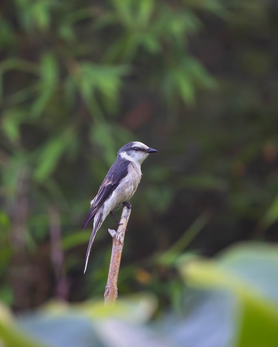 Brown-rumped Minivet - ML620254702