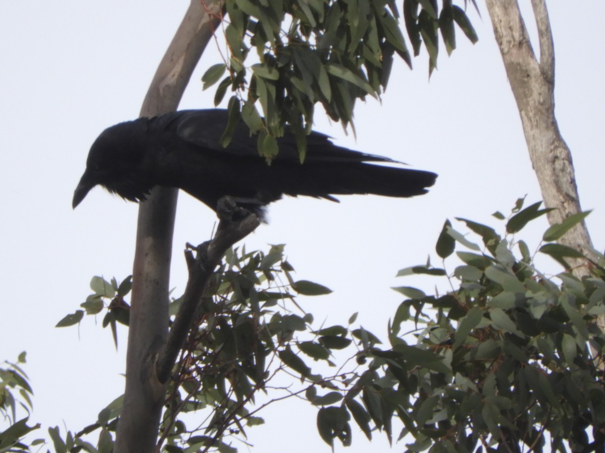 Australian Raven - ML620254704