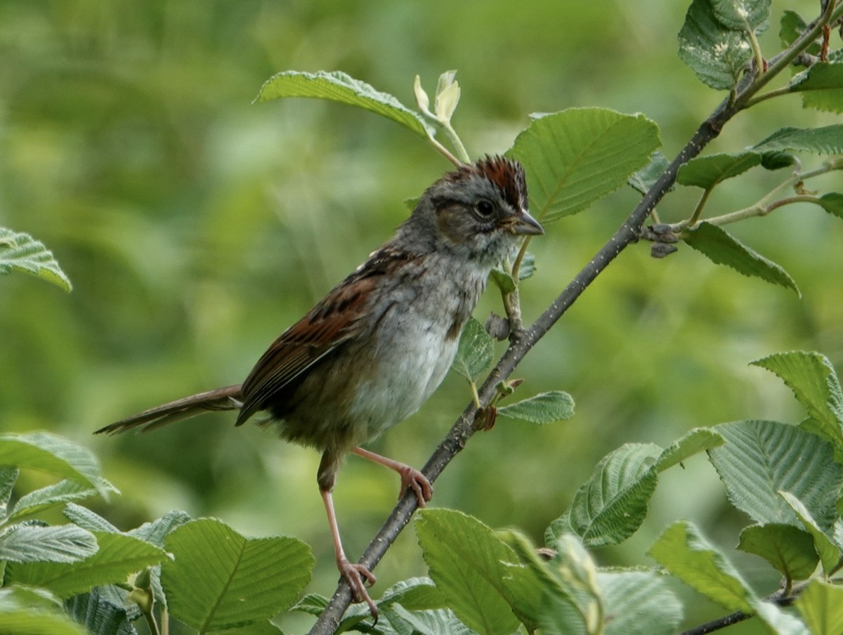 Swamp Sparrow - ML620254706