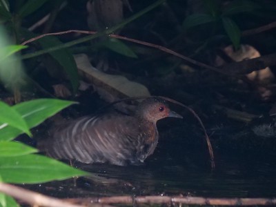 Red-legged Crake - ML620254716