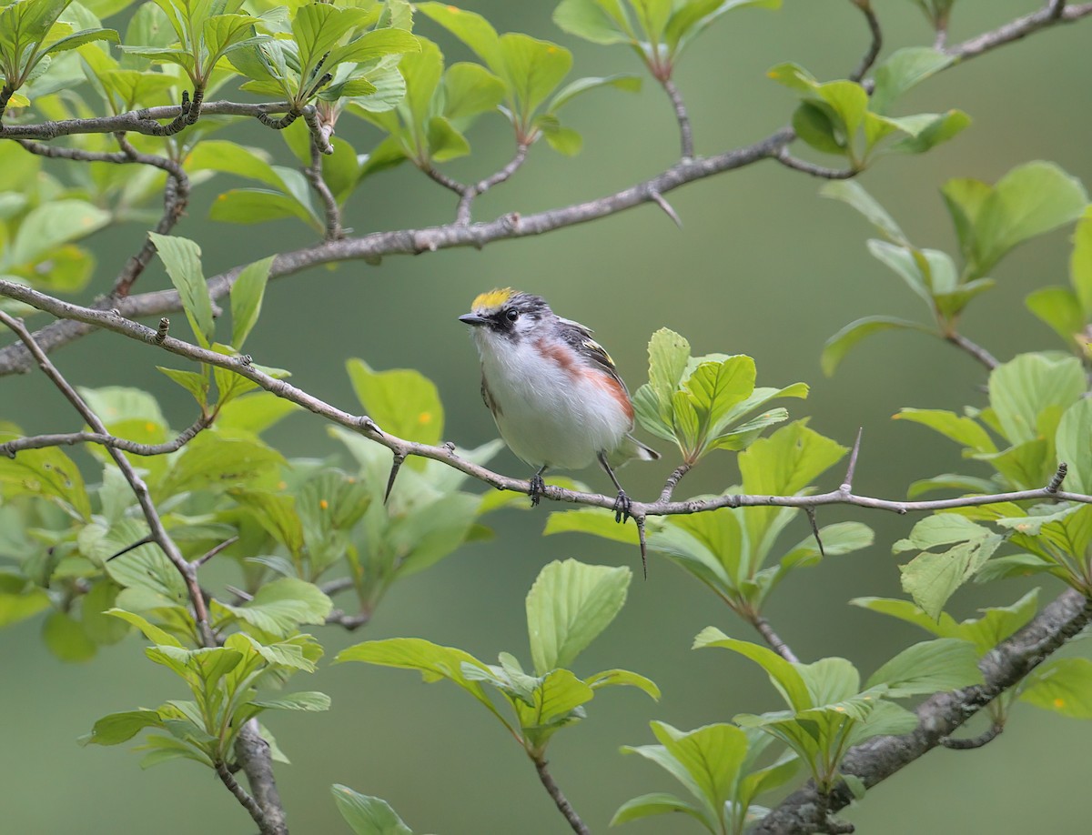 Chestnut-sided Warbler - ML620254726