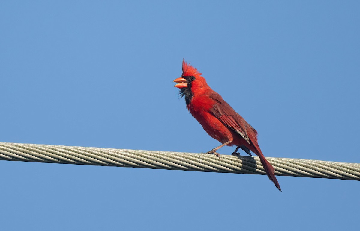 Northern Cardinal - ML620254729