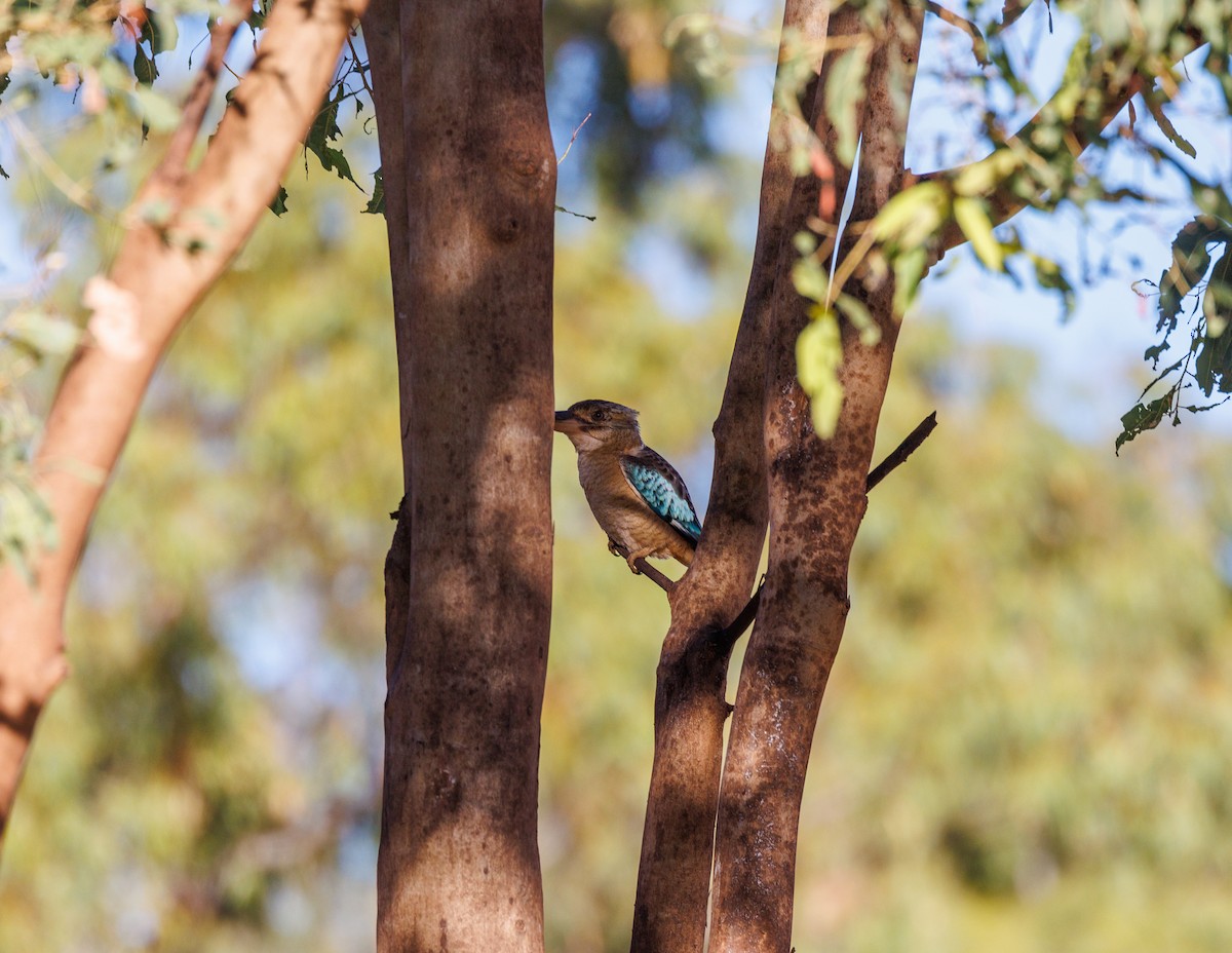 Blue-winged Kookaburra - ML620254732