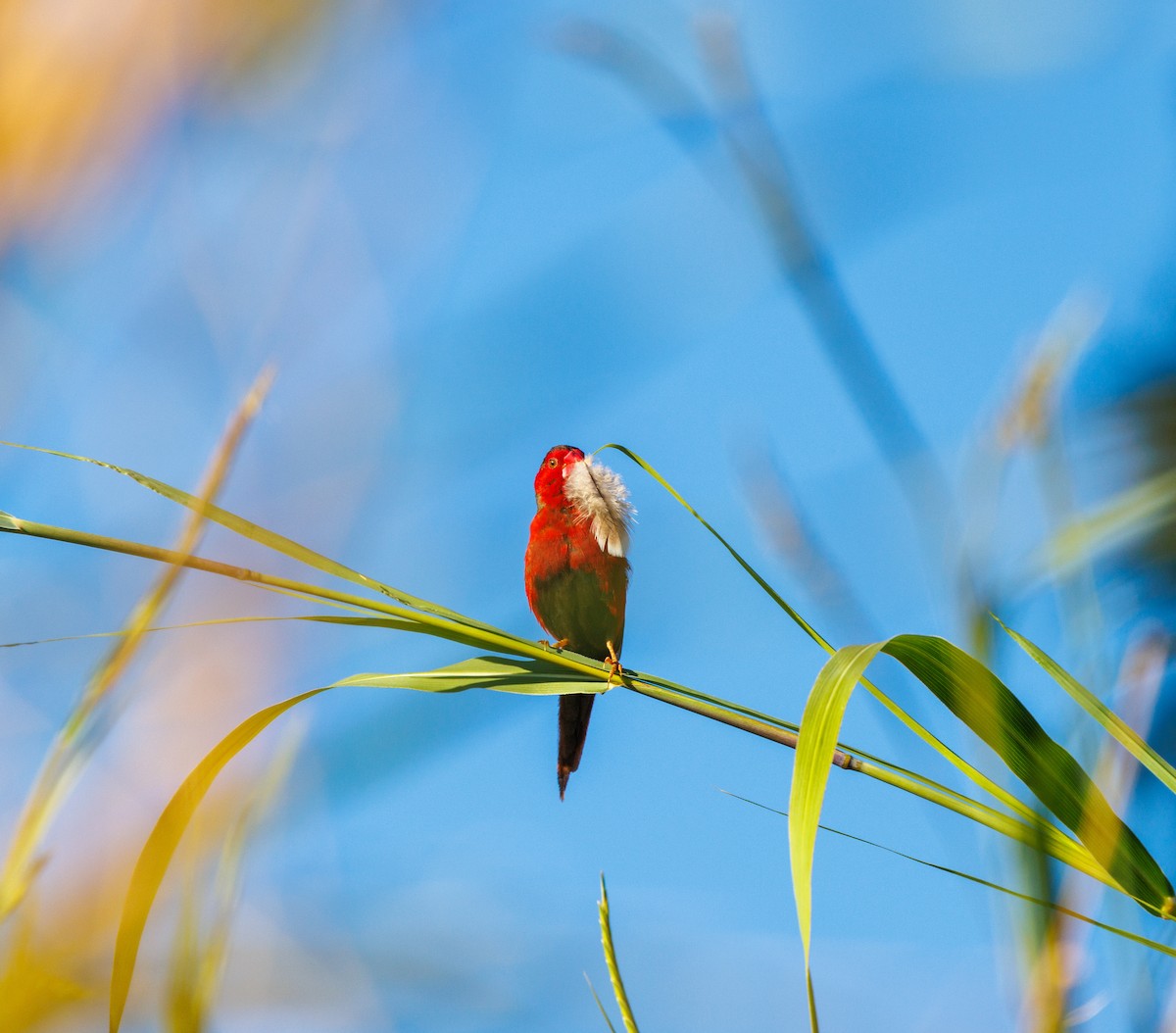 Crimson Finch - ML620254735