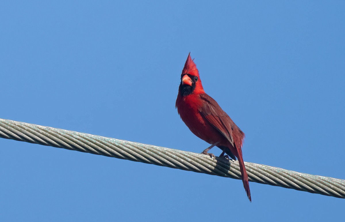 Northern Cardinal - ML620254738