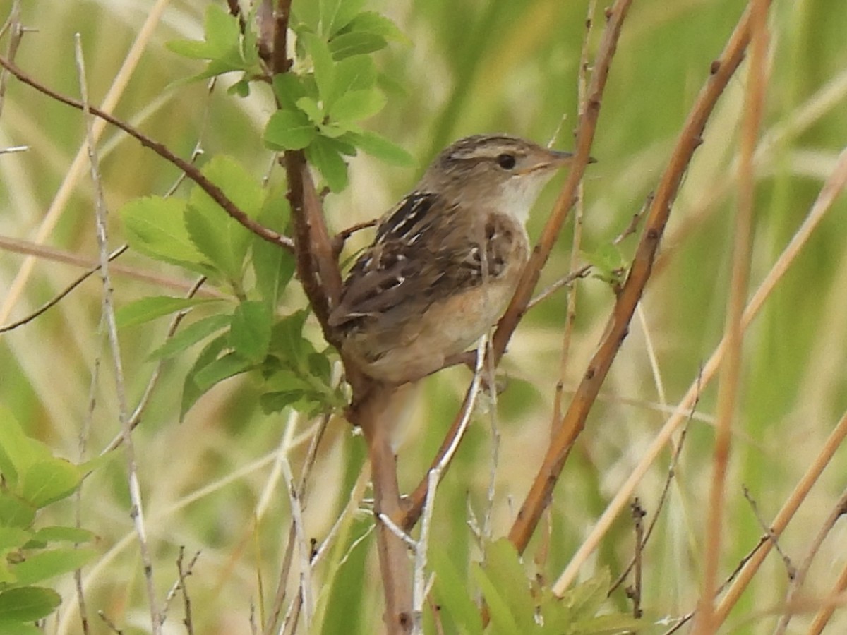 Sedge Wren - ML620254739