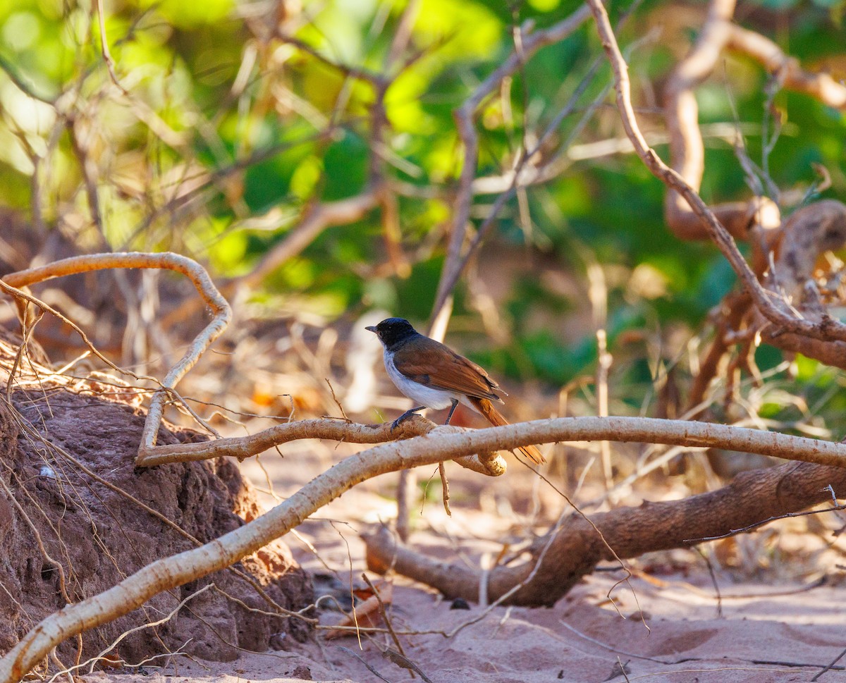 Shining Flycatcher - ML620254752