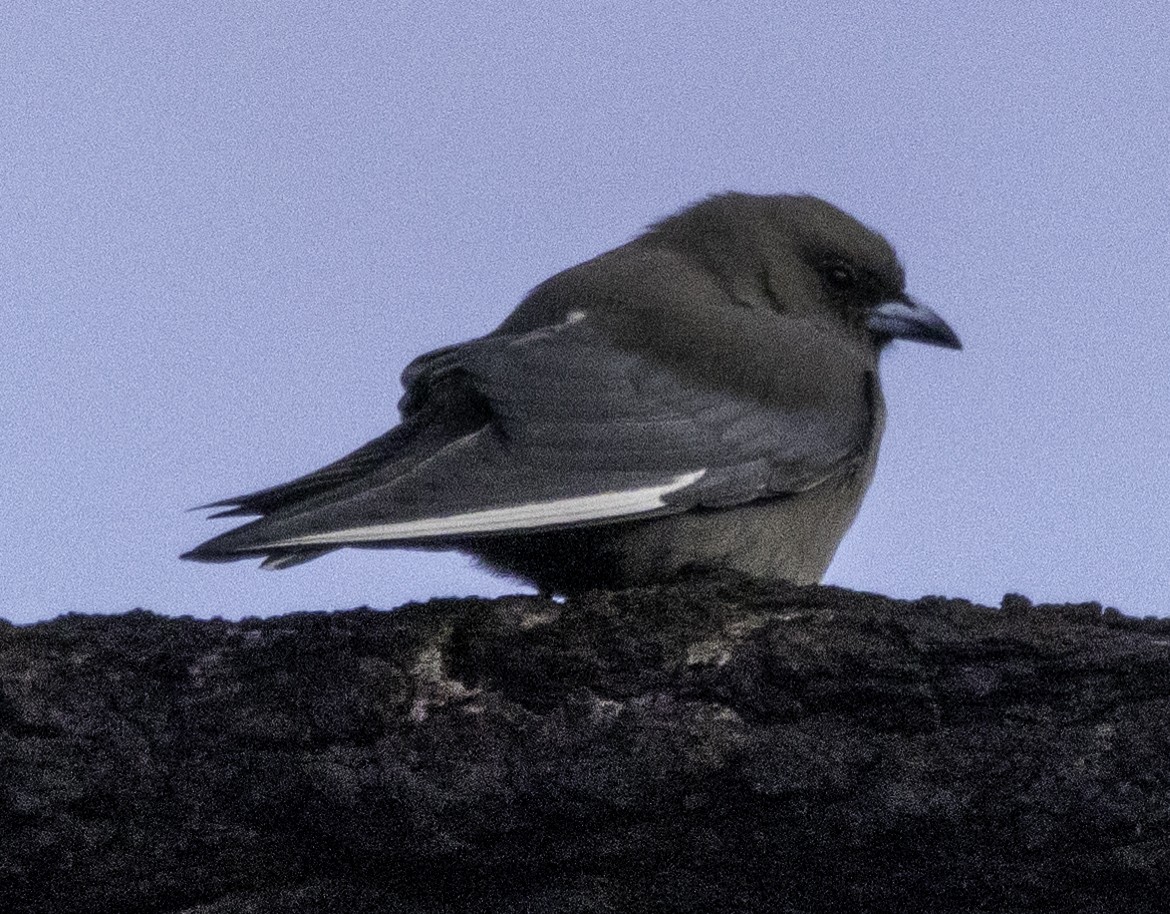 Dusky Woodswallow - ML620254756