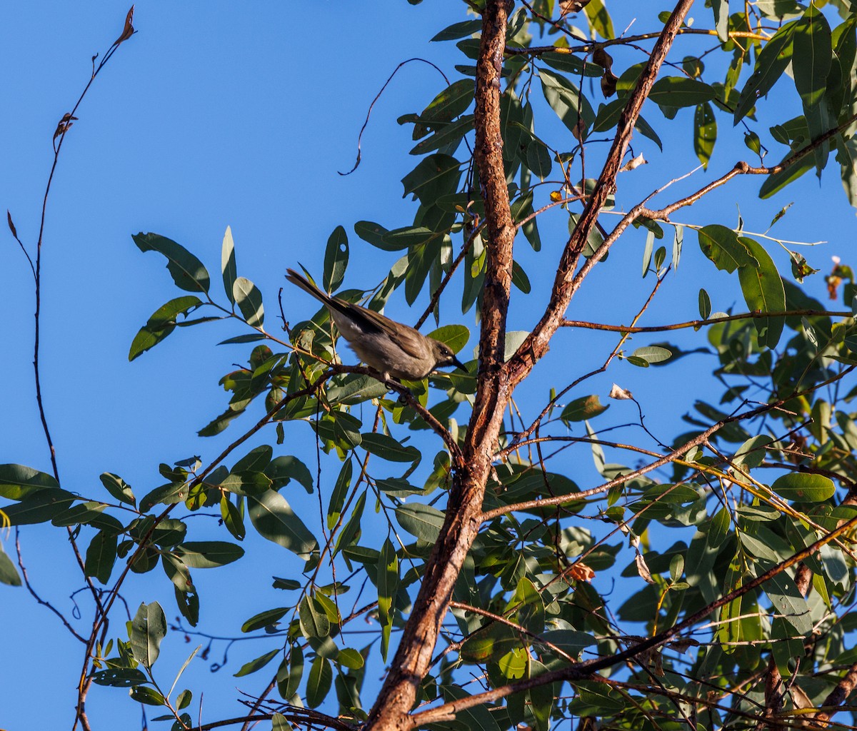 White-gaped Honeyeater - ML620254760