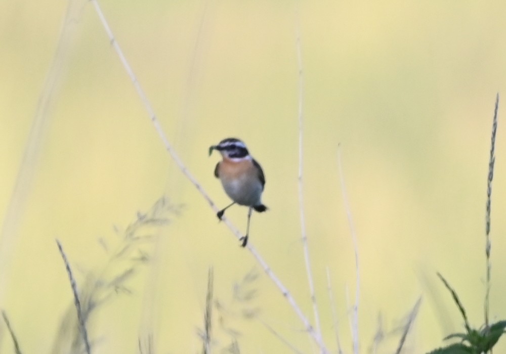 Whinchat - ML620254766