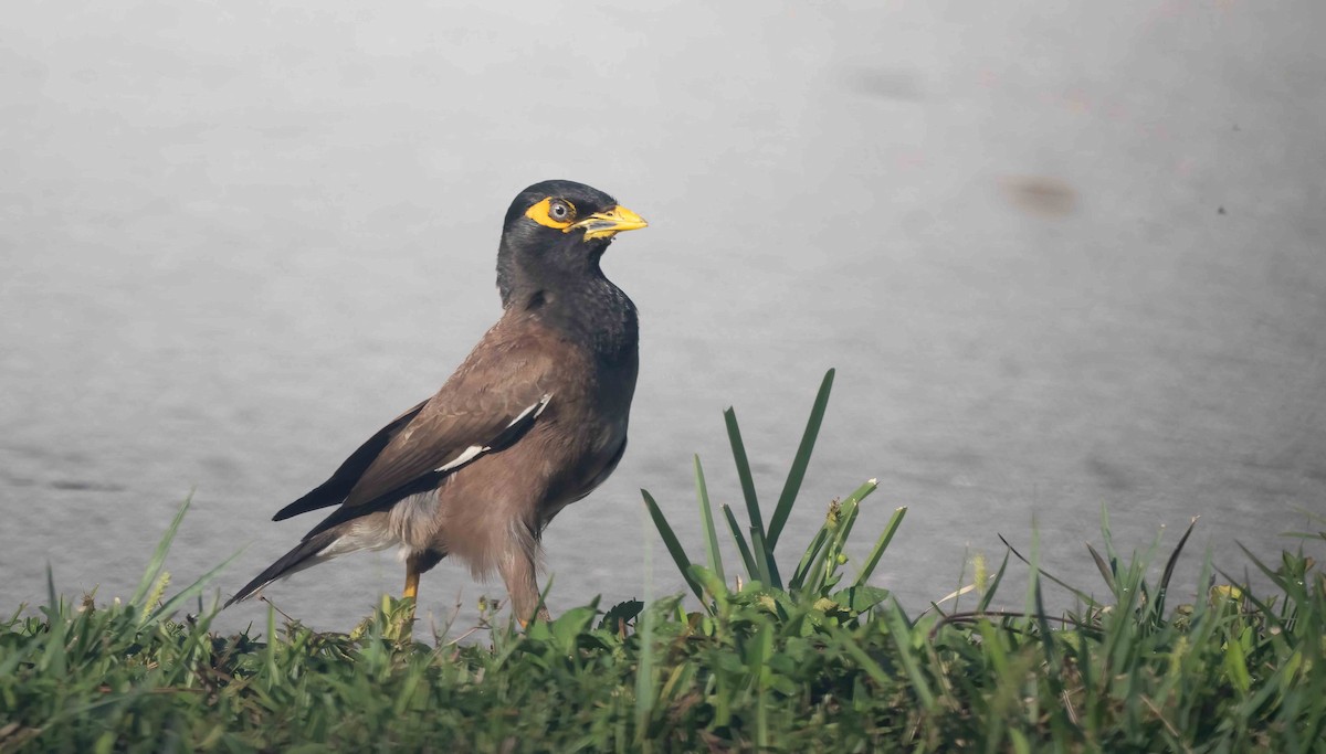 Common Myna - ML620254772