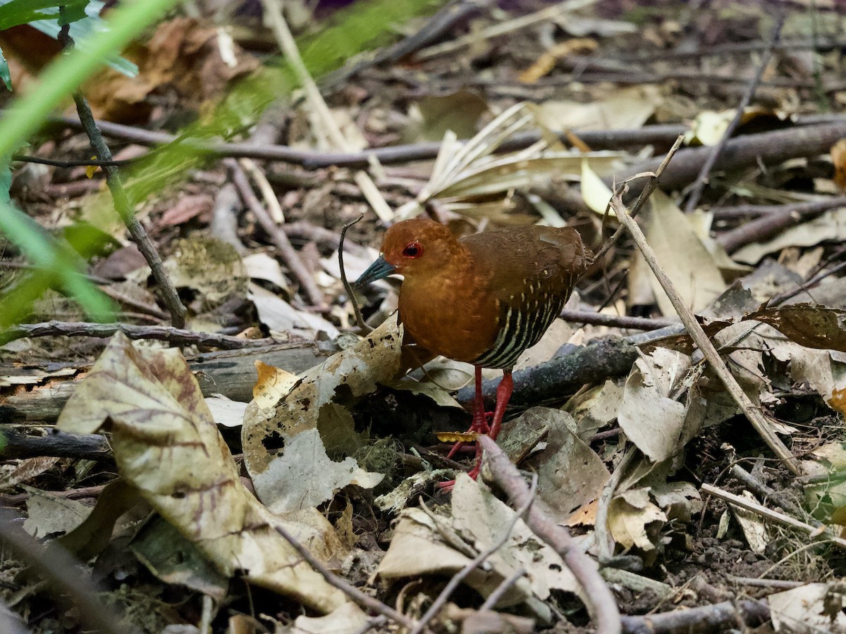 Red-legged Crake - ML620254783