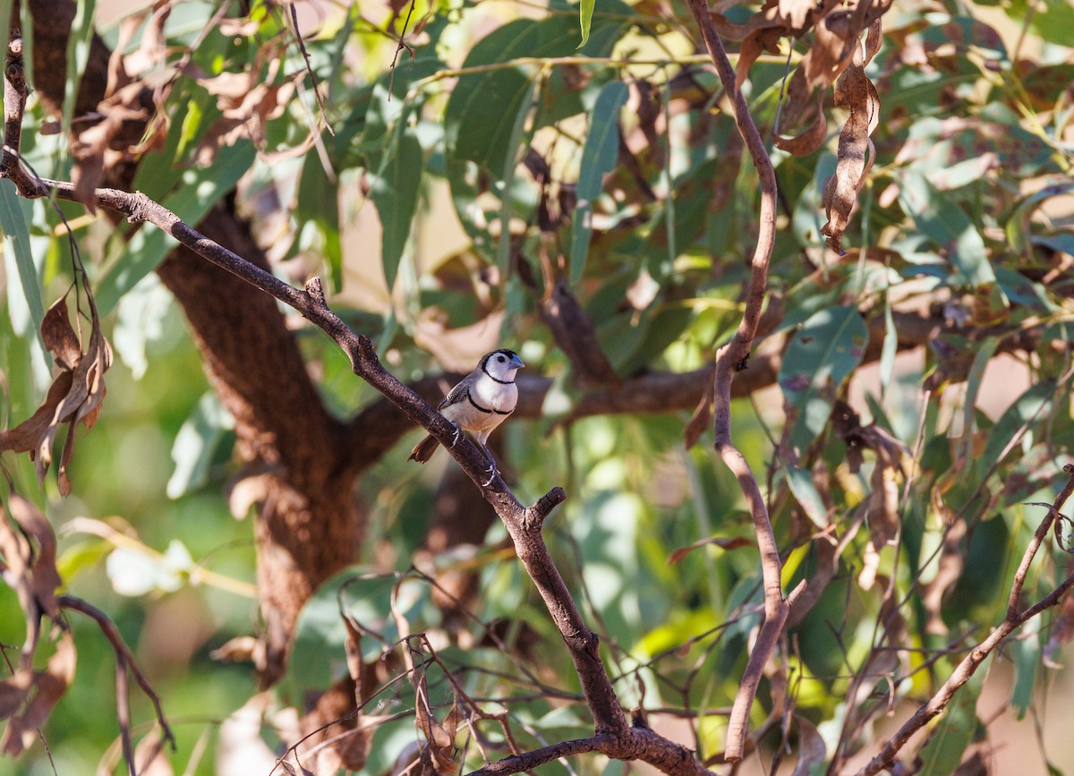 Double-barred Finch - ML620254786