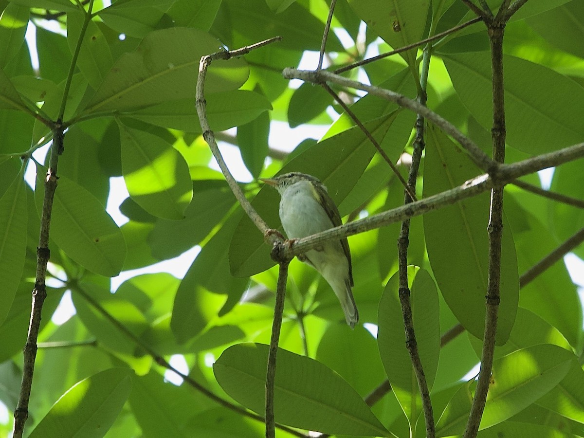 Arctic Warbler - ML620254789