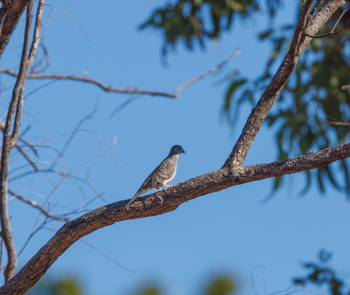 Peaceful Dove - ML620254791