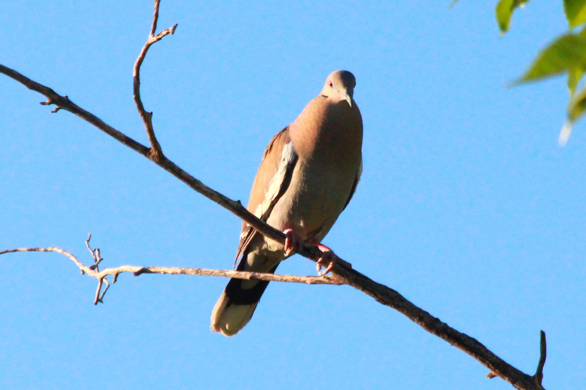 White-winged Dove - ML620254793