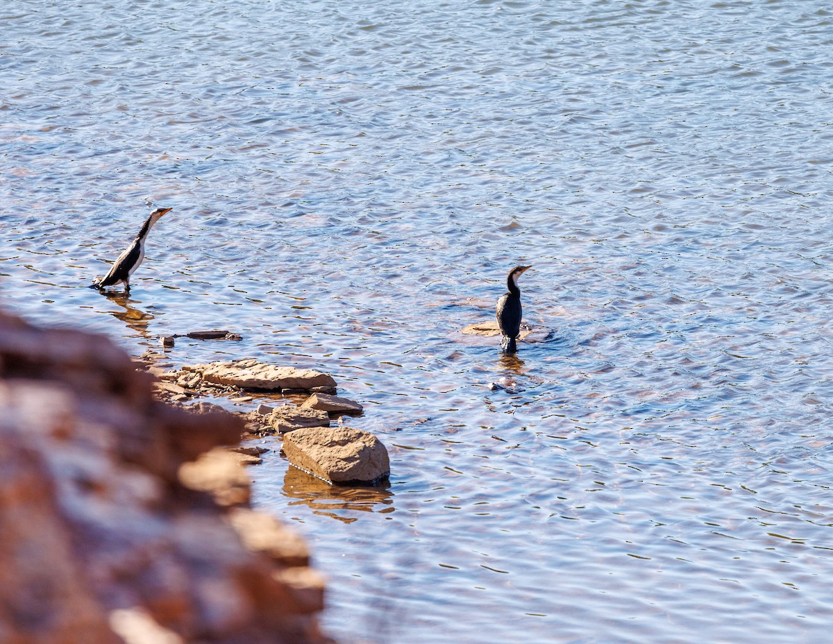 Little Pied Cormorant - ML620254798