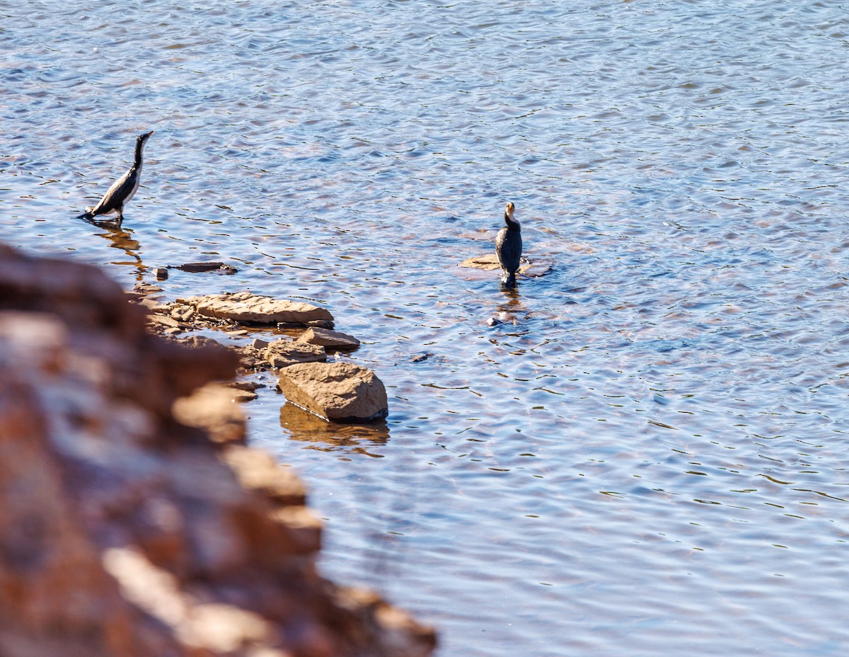 Little Pied Cormorant - ML620254799