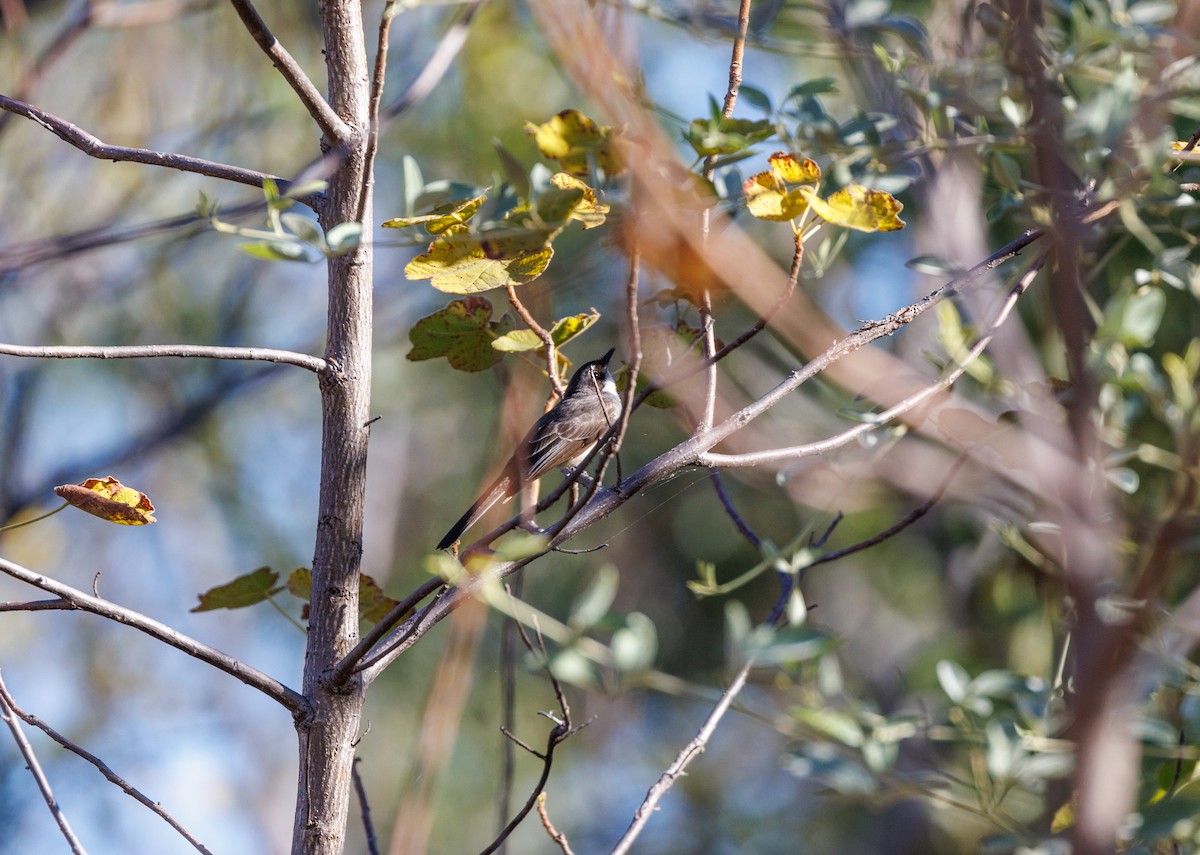 Rufous Whistler - ML620254806