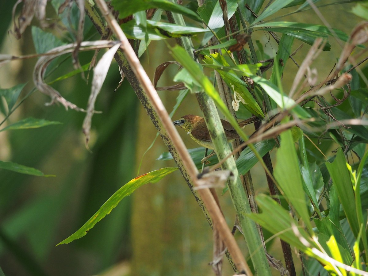 Pin-striped Tit-Babbler - ML620254818