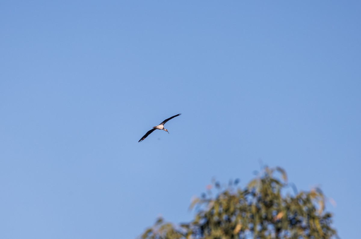 ibis slámokrký - ML620254823